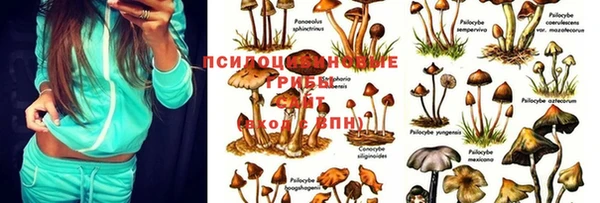 гашик Майский